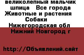 великолепный мальчик шпица - Все города Животные и растения » Собаки   . Нижегородская обл.,Нижний Новгород г.